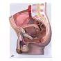 Pelvis masculina, 2 piezas 3B scientific - H11