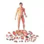 Figura corporal completa asiática de doble sexo, 39 partes B52 3B scientific