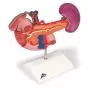 Órganos posteriores del abdomen superior - K22/2 3B scientific