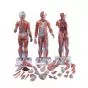 Figura Completa de Doble Sexo con Músculos, con órganos internos, desmontable en 33 piezas 3B - B55