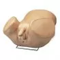Simulador avanzado de próstata masculina para el cuidado del paciente 3B Scientific W45182
