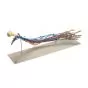 Brazo vascular 3B scientific - W19019