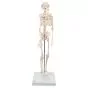 Esqueleto Miniatura “Shorty“, sobre zócalo A18 3B scientific 