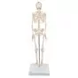 Esqueleto Miniatura “Shorty“, sobre zócalo A18 3B scientific 