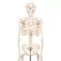 Esqueleto Miniatura “Shorty“, sobre zócalo A18 3B scientific 