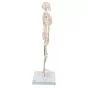 Esqueleto Miniatura “Shorty“, sobre zócalo A18 3B scientific 