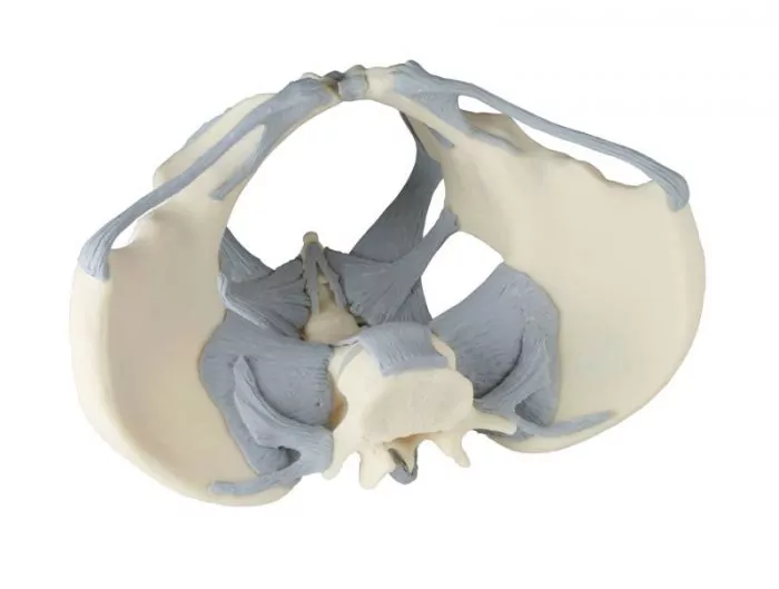 Modelo de pelvis femenina con ligamentos 4070L Erler Zimmer