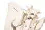 Pelvis masculina con sacro 4052 Erler Zimmer