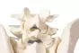 Pelvis masculina con sacro 4052 Erler Zimmer