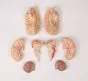 Cerebro con arterias en 9 piezas C220 Erler Zimmer
