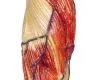 Modelo anatómico del sistema muscular, escala de 1/3 de la altura natural B90 Erler Zimmer