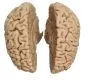 Molde de cerebro de hombre C710 Erler Zimmer