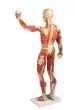 Modelo anatómico del sistema muscular, escala de 1/3 de la altura natural B90 Erler Zimmer