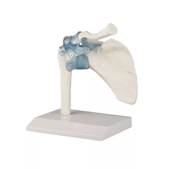 Articulación del hombro con ligamentos Erler Zimmer