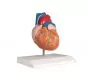Modelo de corazón en 2 partes, a tamaño natural Erler Zimmer