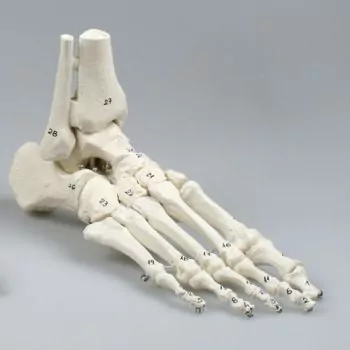 Esqueleto de pie con inicio de tibia y peroné numerado, 6054 Erler Zimmer