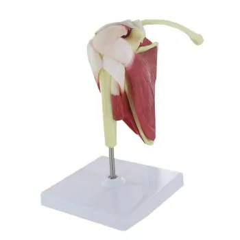 Modelo de la articulación del hombro humano Mediprem