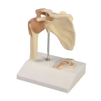 Articulación miniatura del hombro con corte transversal Erler Zimmer