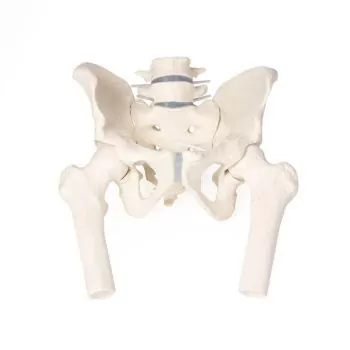 Pelvis masculina con sacro Erler Zimmer 4057