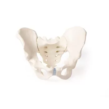 Pelvis masculina con sacro 4052 Erler Zimmer
