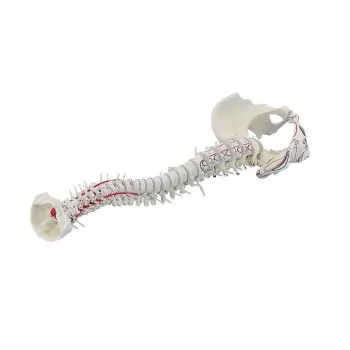 Columna vertebral con pelvis desmontable y músculos marcados Erler Zimmer