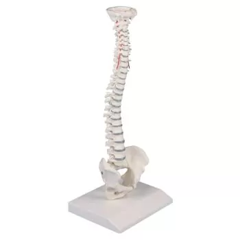 Columna vertebral miniatura elastica Erler Zimmer
