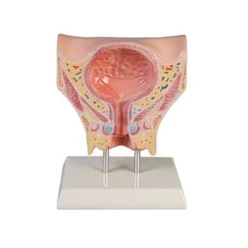 Modelo de vejiga femenina Erler Zimmer