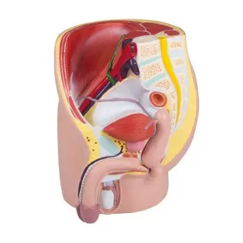 Modelo de pelvis masculina H211 Erler Zimmer