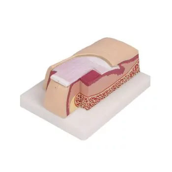 Modelo de uña aumentada 5 veces J60 Erler Zimmer