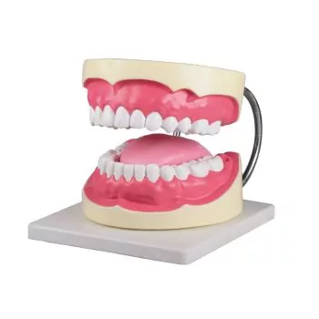 Modelo de cuidado dental, aumentado 3 veces Erler Zimmer