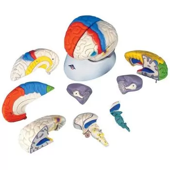Cerebro neuro-anatómico, desmontable en 8 piezas 3B scientific C22