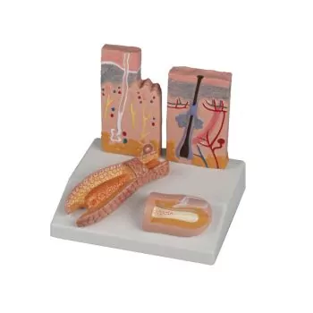 Modelo de uñas, pelo y piel Erler Zimmer