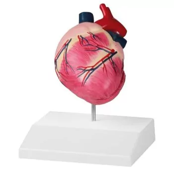 Corazón de perro de talla media Erler Zimmer