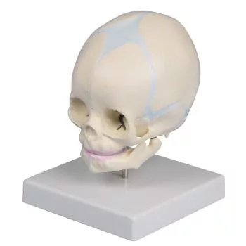Modelo de cráneo de feto de 30 semanas 4519 Erler Zimmer