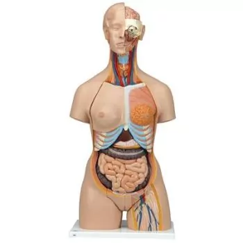 Super-torso bisexuado con espalda abierta, 28 partes 3B - B35