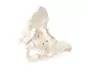 Pelvis masculina con sacro 4052 Erler Zimmer