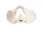 Pelvis masculina con sacro 4052 Erler Zimmer