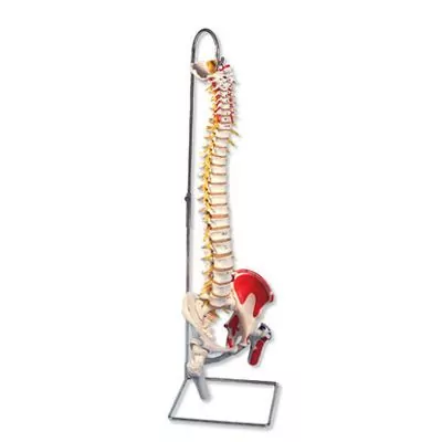 Columna flexible – versión de lujo pintada con cabezas de fémur A58/7