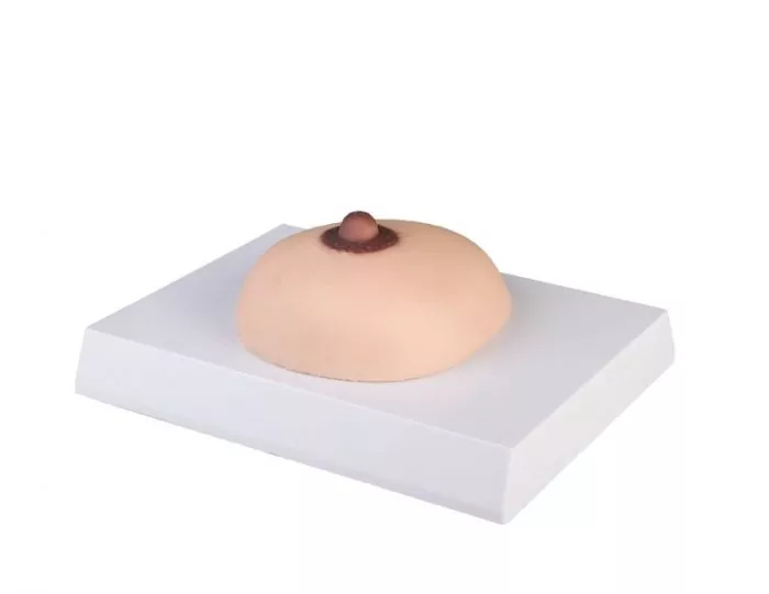 Modelo para la palpación de mama L281 Erler Zimmer