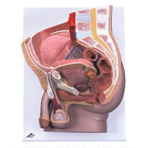 Pelvis masculina, 2 piezas 3B scientific - H11