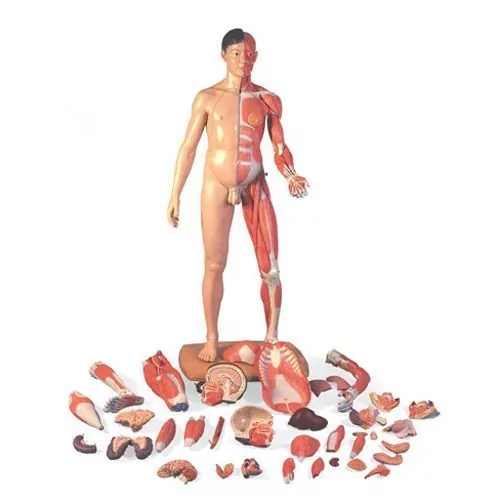 Figura corporal completa asiática de doble sexo, 39 partes B52 3B scientific