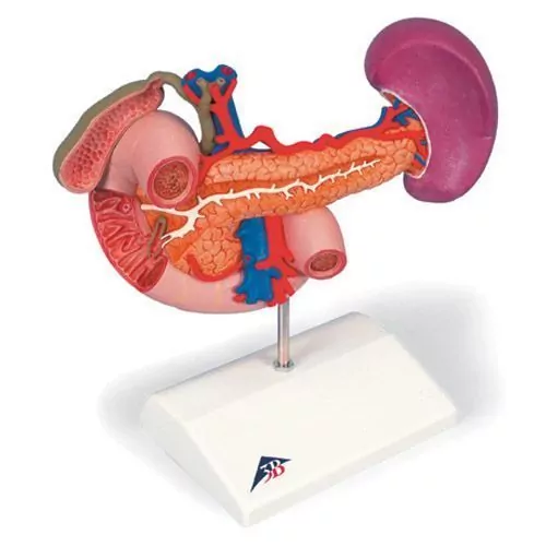 Órganos posteriores del abdomen superior - K22/2 3B scientific