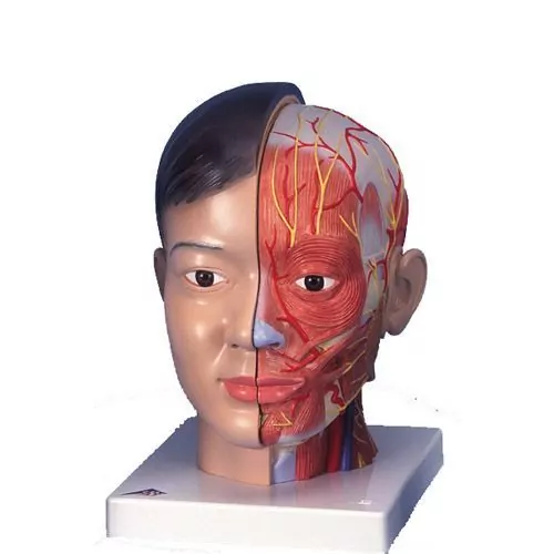 Cabeza (asíatica) con cuello, 4 piezas 3B - C06