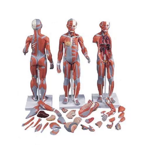 Figura Completa de Doble Sexo con Músculos, con órganos internos, desmontable en 33 piezas 3B - B55