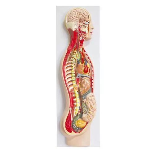Modelo del sistema nervioso humano simpático