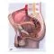 Pelvis masculina, 2 piezas 3B scientific - H11