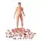 Figura corporal completa asiática de doble sexo, 39 partes B52 3B scientific