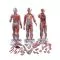 Figura Completa de Doble Sexo con Músculos, con órganos internos, desmontable en 33 piezas 3B - B55