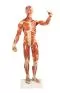 Modelo anatómico del sistema muscular, escala de 1/3 de la altura natural B90 Erler Zimmer