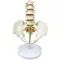Modelo de pelvis con vértebras lumbares en 5 piezas Mediprem
